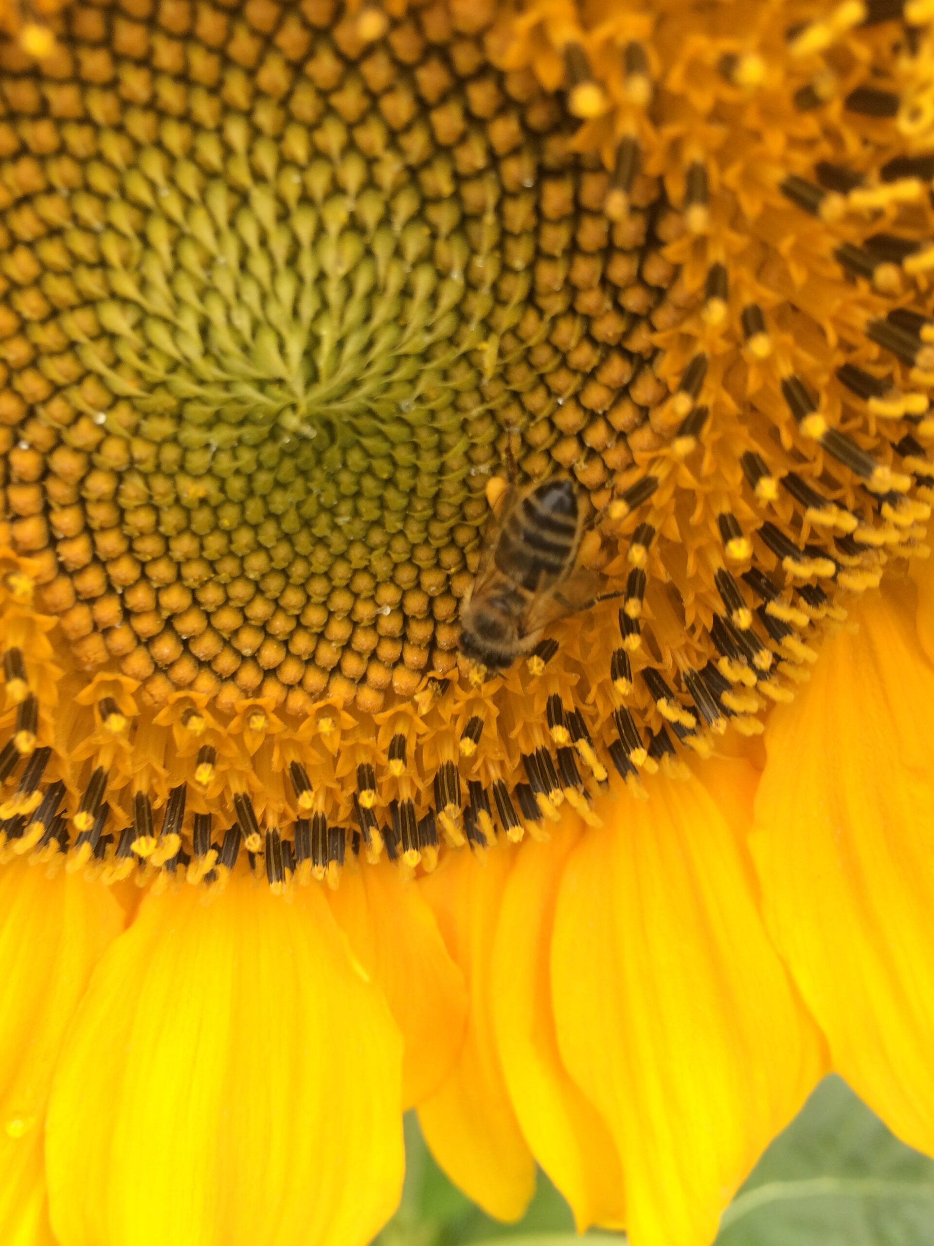 Zonnebloem met honingbij
